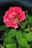 duchesse-de-berry-jpg2_