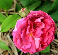 duchesse-de-berry-jpg3_