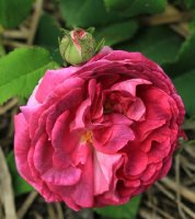 duchesse-de-berry-jpg4_