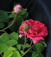 duchesse-de-berry