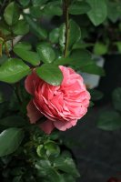 gartentraume-jpg2_