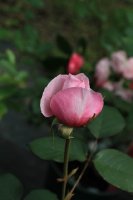 gartentraume