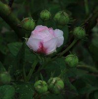 geschwind-orden-jpg2_