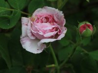 geschwind-orden-jpg3_