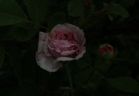 geschwind-orden