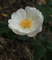 hebes-lip-jpg2_