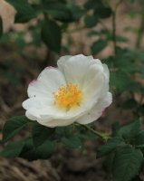 hebes-lip