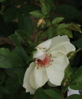 jacqueline-du-pre