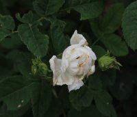 mme-legras-de-st-germaine-jpg2_
