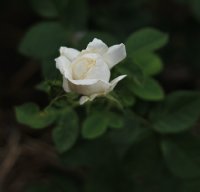 mme-legras-de-st-germaine