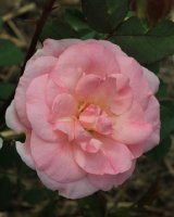 morden-blush-jpg2_