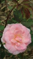 morden-blush-jpg4_