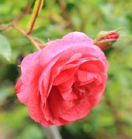 morden-ruby-jpg2_