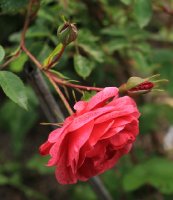 morden-ruby-jpg3_