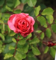morden-ruby