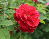 mrs-anthony-waterer-jpg2_