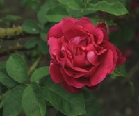 mrs-anthony-waterer