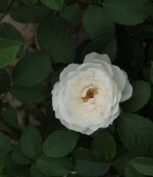 neige-dete-jpg2_