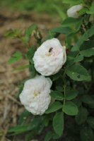 pompon-blanc-parfait-jpg3_