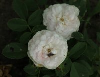 pompon-blanc-parfait