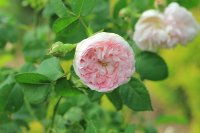 prolifera-de-redoute-jpg2_