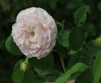 prolifera-de-redoute