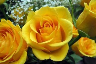 goldstern-oczarjk-1.jpg