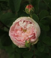 reine-de-perse-jpg2_