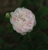 reine-de-perse-jpg3_