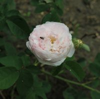 reine-de-perse