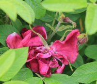 rotes-phaenomen-jpg2_