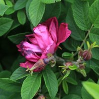 rotes-phaenomen