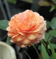 sangerhauser-jubiaumsrose-jpg2_