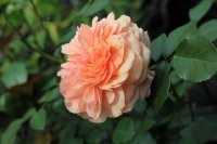 sangerhauser-jubiaumsrose