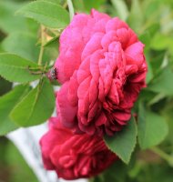 velour-pourpre-jpg2_