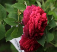 velour-pourpre-jpg3_