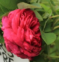 velour-pourpre-jpg5_
