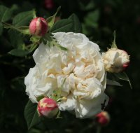madame-plantiere-jpg3_