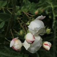madame-plantiere-jpg4_