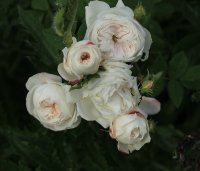 madame-plantiere-jpg6_