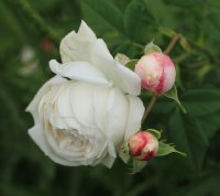 madame-plantiere-jpg7_