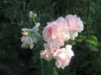 alexandra-princesse-de-luxembourg_0