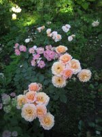 bordure-abricot-bordure-camaieu-bordure-nacree