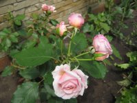 louise-de-marillac