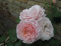 louise-de-marillac2