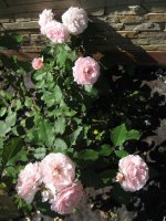 louise-de-marillac3