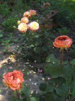 mamie-dittiere-prieure-de-saint-cosme