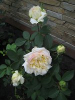 porcelaine-haviland