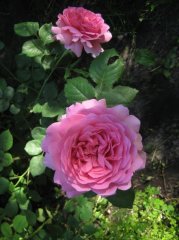 princess-alexandra-of-kent2