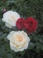 summer-memories-w-kordes-sohne-deep-impression